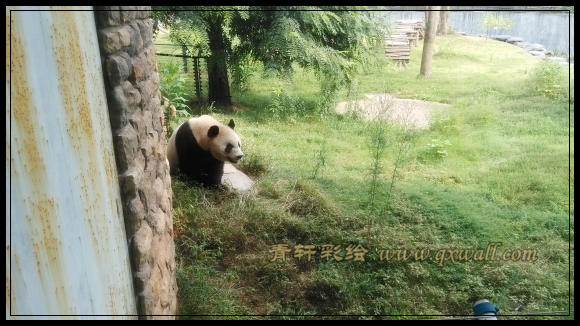 可愛(ài)的熊貓